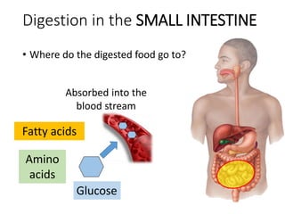 • Where do the digested food go to?
Digestion in the SMALL INTESTINE
Glucose
Absorbed into the
blood stream
Amino
acids
Fatty acids
 