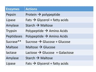 Enzymes Actions
Pepsin Protein  polypeptide
Lipase Fats  Glycerol + fatty acids
Amylase Starch  Maltose
Trypsin Polypeptide  Amino Acids
Peptidases Polypeptide  Amino Acids
Sucrase** Sucrose  Glucose + Glucose
Maltase Maltose  Glucose
lactase Lactose  Glucose + Galactose
Amylase Starch  Maltose
Lipase Fats  Glycerol + fatty acids
 
