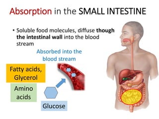 • Soluble food molecules, diffuse though
the intestinal wall into the blood
stream
Absorption in the SMALL INTESTINE
Glucose
Absorbed into the
blood stream
Amino
acids
Fatty acids,
Glycerol
 