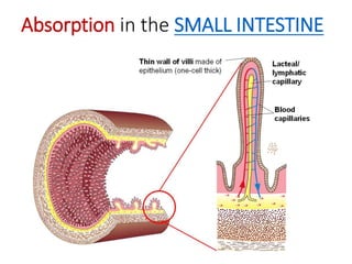 Absorption in the SMALL INTESTINE
 