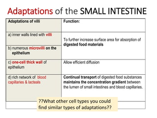 Adaptations of the SMALL INTESTINE
Adaptations of villi Function:
a) inner walls lined with villi
To further increase surface area for absorption of
digested food materials
b) numerous microvilli on the
epithelium
c) one-cell thick wall of
epithelium
Allow efficient diffusion
d) rich network of blood
capillaries & lacteals
Continual transport of digested food substances
maintains the concentration gradient between
the lumen of small intestines and blood capillaries.
??What other cell types you could
find similar types of adaptations??
 