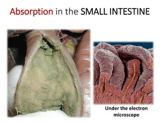 Absorption in the SMALL INTESTINE
Under the electron
microscope
 