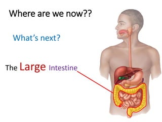 Where are we now??
What’s next?
The Large Intestine
 