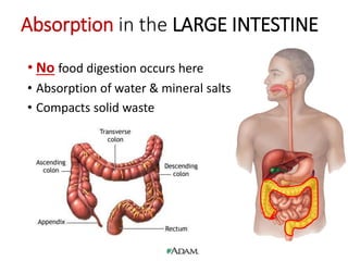• No food digestion occurs here
• Absorption of water & mineral salts
• Compacts solid waste
Absorption in the LARGE INTESTINE
 