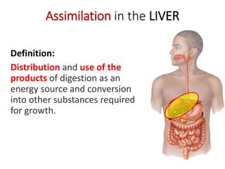 Definition:
Distribution and use of the
products of digestion as an
energy source and conversion
into other substances required
for growth.
Assimilation in the LIVER
 