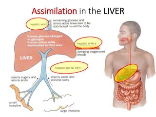 Assimilation in the LIVER
 