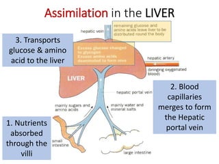 Assimilation in the LIVER
1. Nutrients
absorbed
through the
villi
2. Blood
capillaries
merges to form
the Hepatic
portal vein
3. Transports
glucose & amino
acid to the liver
 