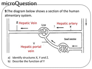 9.The diagram below shows a section of the human
alimentary system.
a) Identify structures X, Y and Z.
b) Describe the function of Y
microQuestion
Hepatic arteryHepatic Vein
Hepatic portal
vein
 