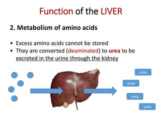 Function of the LIVER
2. Metabolism of amino acids
• Excess amino acids cannot be stored
• They are converted (deaminated) to urea to be
excreted in the urine through the kidney
urea
urea
urea
urea
 