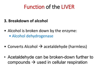 Function of the LIVER
3. Breakdown of alcohol
• Alcohol is broken down by the enzyme:
• Alcohol dehydrogenase
• Converts Alcohol  acetaldehyde (harmless)
• Acetaldehyde can be broken-down further to
compounds  used in cellular respiration
 