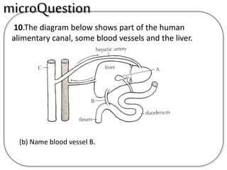 10.The diagram below shows part of the human
alimentary canal, some blood vessels and the liver.
(b) Name blood vessel B.
microQuestion
 