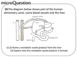 10.The diagram below shows part of the human
alimentary canal, some blood vessels and the liver.
(c) (i) Name a metabolic waste product from the liver
(ii) Explain how this metabolic waste product is formed.
microQuestion
 