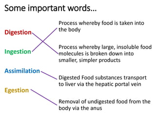 Some important words…
Digestion
Ingestion
Assimilation
Egestion
Process whereby food is taken into
the body
Process whereby large, insoluble food
molecules is broken down into
smaller, simpler products
Digested Food substances transport
to liver via the hepatic portal vein
Removal of undigested food from the
body via the anus
 