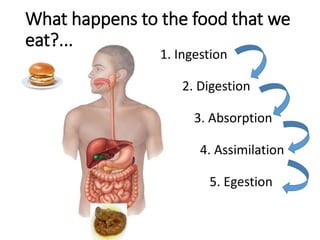 What happens to the food that we
eat?...
1. Ingestion
2. Digestion
3. Absorption
4. Assimilation
5. Egestion
 