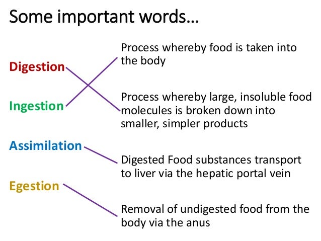 what does the word function mean in relation to nutrients
