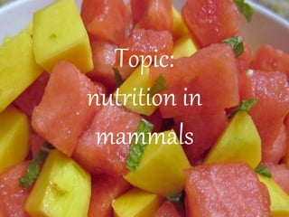 Topic:
nutrition in
mammals
 