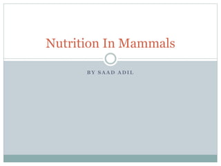 B Y S A A D A D I L
Nutrition In Mammals
 