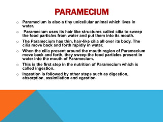 PARAMECIUM 
o Paramecium is also a tiny unicellular animal which lives in 
water. 
o Paramecium uses its hair like structures called cilia to sweep 
the food particles from water and put them into its mouth. 
o The Paramecium has thin, hair-like cilia all over its body. The 
cilia move back and forth rapidly in water. 
o When the cilia present around the mouth region of Paramecium 
move back and forth, they sweep the food particles present in 
water into the mouth of Paramecium. 
o This is the first step in the nutrition of Paramecium which is 
called ingestion. 
o Ingestion is followed by other steps such as digestion, 
absorption, assimilation and egestion 
 