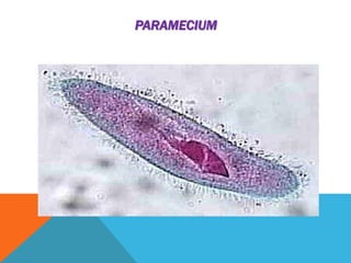 PARAMECIUM 
 