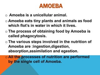 AMOEBA 
o Amoeba is a unicellular animal. 
o Amoeba eats tiny plants and animals as food 
which flot’s in water in which it lives. 
o The process of obtaining food by Amoeba is 
called phagocytosis. 
o The various steps involved in the nutrition of 
Amoeba are :ingestion,digestion, 
absorption,assimilation and egestion. 
o All the processes of nutrition are performed 
by the single cell of Amoeba. 
 