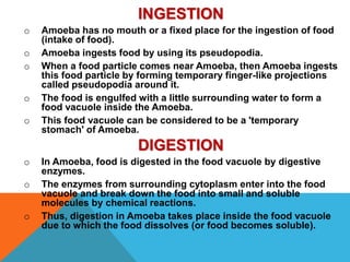 INGESTION 
o Amoeba has no mouth or a fixed place for the ingestion of food 
(intake of food). 
o Amoeba ingests food by using its pseudopodia. 
o When a food particle comes near Amoeba, then Amoeba ingests 
this food particle by forming temporary finger-like projections 
called pseudopodia around it. 
o The food is engulfed with a little surrounding water to form a 
food vacuole inside the Amoeba. 
o This food vacuole can be considered to be a 'temporary 
stomach' of Amoeba. 
DIGESTION 
o In Amoeba, food is digested in the food vacuole by digestive 
enzymes. 
o The enzymes from surrounding cytoplasm enter into the food 
vacuole and break down the food into small and soluble 
molecules by chemical reactions. 
o Thus, digestion in Amoeba takes place inside the food vacuole 
due to which the food dissolves (or food becomes soluble). 
 