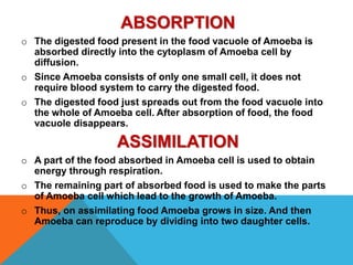 ABSORPTION 
o The digested food present in the food vacuole of Amoeba is 
absorbed directly into the cytoplasm of Amoeba cell by 
diffusion. 
o Since Amoeba consists of only one small cell, it does not 
require blood system to carry the digested food. 
o The digested food just spreads out from the food vacuole into 
the whole of Amoeba cell. After absorption of food, the food 
vacuole disappears. 
ASSIMILATION 
o A part of the food absorbed in Amoeba cell is used to obtain 
energy through respiration. 
o The remaining part of absorbed food is used to make the parts 
of Amoeba cell which lead to the growth of Amoeba. 
o Thus, on assimilating food Amoeba grows in size. And then 
Amoeba can reproduce by dividing into two daughter cells. 
 