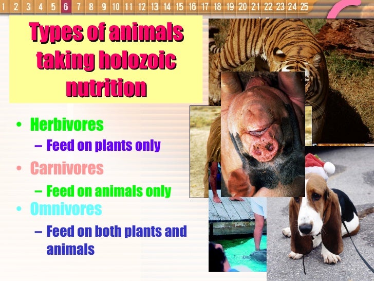Cannot Make Its Own Food And Feed On Other Organisms Cannot Make Its Own Food And Feed On Other Organisms
