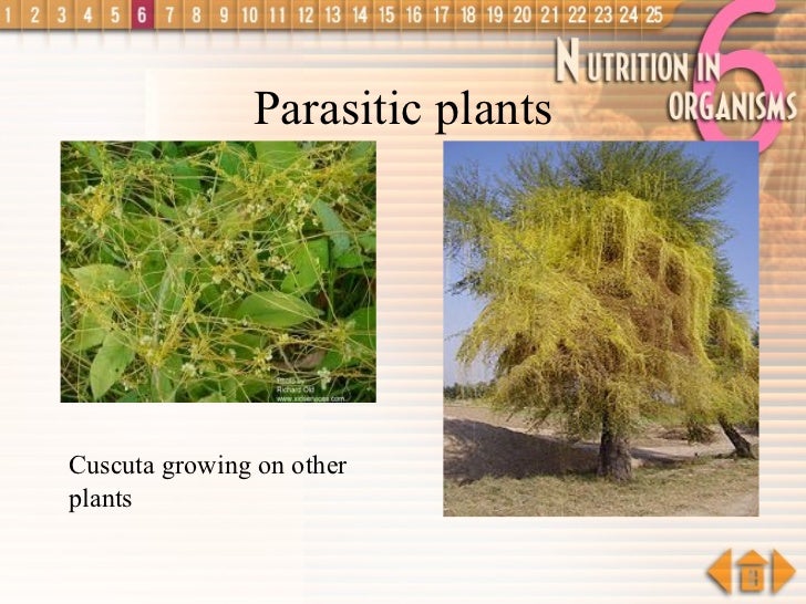 Nutrition in organisms plants
