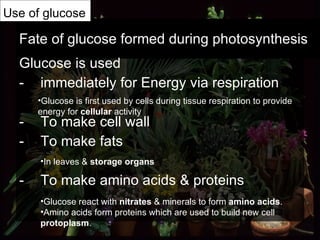 Fate of glucose formed during photosynthesis Glucose is used immediately for Energy via respiration To make cell wall To make fats To make amino acids & proteins  Use of glucose Glucose is first used by cells during tissue respiration to provide energy for  cellular  activity Glucose react with  nitrates  & minerals to form  amino acids . Amino acids form proteins which are used to build new cell  protoplasm .  In leaves &  storage organs 