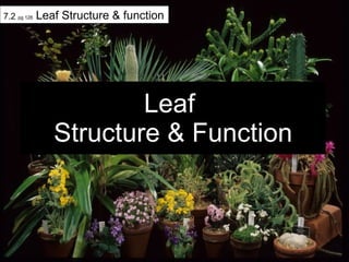 Leaf  Structure & Function 7.2  pg 128  Leaf Structure & function 