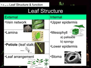 Leaf Structure 7.2  pg 128  Leaf Structure & function Lamina Petiole  (leaf stalk) Upper epidermis Mesophyll  a) palisade  b) spongy  Lower epidermis Stoma Vein network Leaf arrangement Internal External 