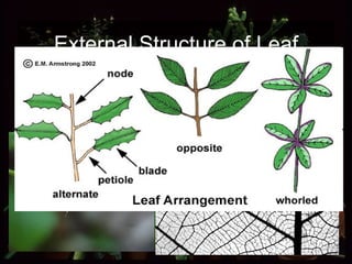 External Structure of Leaf 