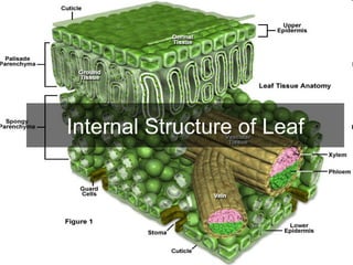 Internal Structure of Leaf 