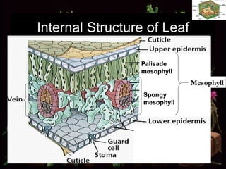 Internal Structure of Leaf Mesophyll Palisade mesophyll Spongy mesophyll 