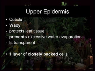 Upper Epidermis Cuticle  -  Waxy   protects leaf tissue prevents  excessive water evaporation Is transparent 1 layer of  closely packed  cells 