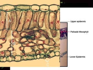 Mesophyll Layer between upper and lower epidermis Consists of  Irregular cells Loosely packed; many intercellular air spaces Fewer chloroplasts than palisade mesophyll cells long, cylindrical cells  (1-2 layers) closely packed Cells here has many chloroplasts Spongy Mesophyll Palisade Mesophyll 