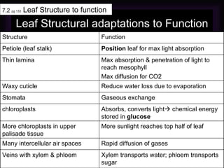 Leaf Structural adaptations to Function 7.2  pg 133  Leaf Structure to function Xylem transports water; phloem transports sugar Veins with xylem & phloem Rapid diffusion of gases Many intercellular air spaces More sunlight reaches top half of leaf More chloroplasts in upper palisade tissue Absorbs, converts light   chemical energy stored in  glucose chloroplasts Gaseous exchange Stomata Reduce water loss due to evaporation Waxy cuticle Max absorption & penetration of light to reach mesophyll Max diffusion for CO2 Thin lamina Position  leaf for max light absorption Petiole (leaf stalk) Function Structure 