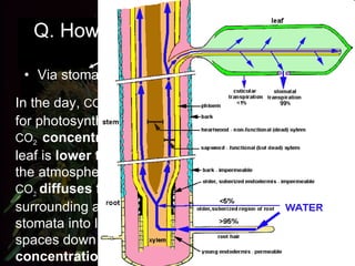 Q. How do CO 2  & H 2 O enters the leaf? Via stomata Via roots  Xylem   Veins   Cell to cell in leaf (osmosis) In the day,  CO 2   is used for photosynthesis. The  CO 2   concentration  in leaf is  lower than that  of the atmosphere. CO 2   diffuses  from surrounding air through stomata into leaf’s air spaces down a  concentration gradient .  