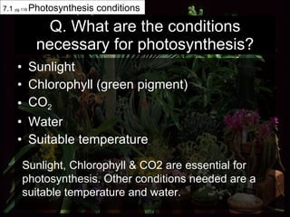 Q. What are the conditions necessary for photosynthesis? Sunlight Chlorophyll (green pigment) CO 2 Water Suitable temperature 7.1  pg 118  Photosynthesis conditions Sunlight, Chlorophyll & CO2 are essential for photosynthesis. Other conditions needed are a suitable temperature and water.  