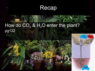 Recap How do CO 2  & H 2 O enter the plant?  pg132 