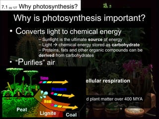 Why is photosynthesis important? C onverts light to chemical energy “ P urifies” air  F ossil fuel: Coal 7.1  pg 127  Why photosynthesis? Sunlight is the ultimate  source  of energy Light    chemical energy stored as  carbohydrate Proteins, fats and other organic compounds can be  derived  from carbohydrates Removes CO2;  Provides O2 for  cellular respiration Coal formed from dead plant matter over 400 MYA 