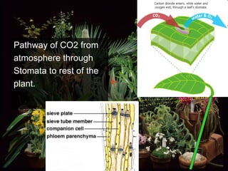 Pathway of CO2 from atmosphere through Stomata to rest of the plant.  