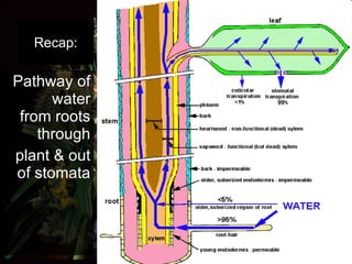 Recap: Pathway of water from roots through plant & out of stomata 