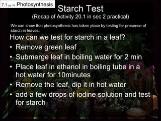 Starch Test (Recap of Activity 20.1 in sec 2 practical) How can we test for starch in a leaf? Remove green leaf Submerge leaf in boiling water for 2 min Place leaf in ethanol in boiling tube in a hot water for 10minutes Remove the leaf, dip it in hot water add a few drops of iodine solution and test for starch We can show that photosynthesis has taken place by testing for presence of starch in leaves. 7.1  pg 115  Photosynthesis 