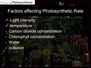 Factors affecting Photosynthetic Rate -Light intensity -temperature Carbon dioxide concentration Chlorophyll concentration Water pollution 7.1  pg 123-124  Photosynthesis 