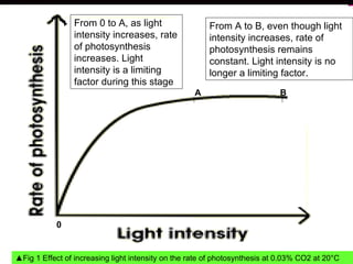 0 B ▲ Fig 1 Effect of increasing light intensity on the rate of photosynthesis at 0.03% CO2 at 20°C From A to B, even though light intensity increases, rate of photosynthesis remains constant. Light intensity is no longer a limiting factor. From 0 to A, as light intensity increases, rate of photosynthesis increases. Light intensity is a limiting factor during this stage A 