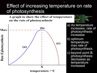 Effect of increasing temperature on rate of photosynthesis a) As temperature increases, rate of photosynthesis increases b) optimum temperature; max rate of photosynthesis c) beyond point B, photosynthesis decreases as temperature increased 