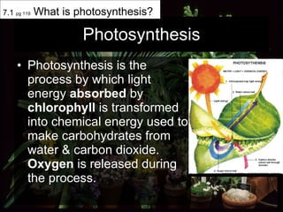 Photosynthesis Photosynthesis is the process by which light energy  absorbed  by  chlorophyll  is transformed into chemical energy used to make carbohydrates from water & carbon dioxide.  Oxygen  is released during the process.  7.1  pg 119  What is photosynthesis? 