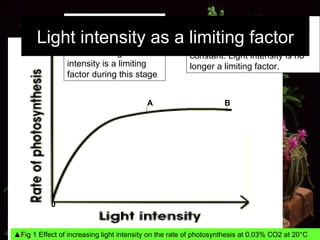 0 B ▲ Fig 1 Effect of increasing light intensity on the rate of photosynthesis at 0.03% CO2 at 20°C From A to B, even though light intensity increases, rate of photosynthesis remains constant. Light intensity is no longer a limiting factor. From 0 to A, as light intensity increases, rate of photosynthesis increases. Light intensity is a limiting factor during this stage A Light intensity as a limiting factor 