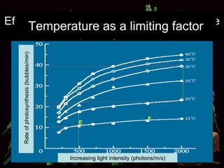 Effect of increasing temperature on the rate of photosynthesis  Increasing light intensity (photons/m/s) Rate of photosynthesis (bubbles/min) Temperature as a limiting factor F E 
